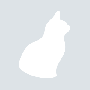 Oriental Longhair 猫咪品种 图片